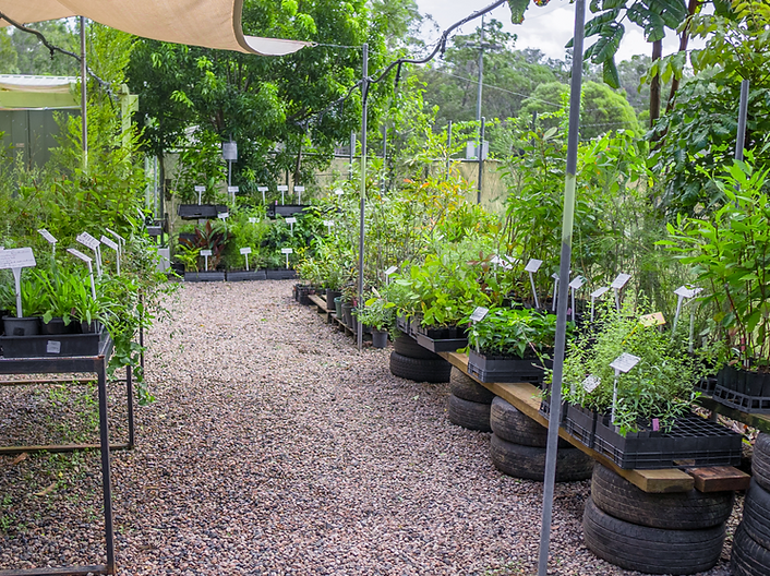 A small plant nursery with rows of native plants in pots displayed on elevated platforms made of recycled tires, under a shade cloth. The path is made of gravel, and lush greenery surrounds the area, with signs labeling the plants.